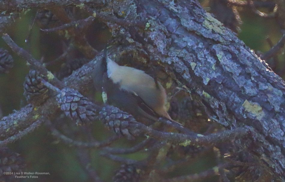 Pygmy Nuthatch - ML623732815