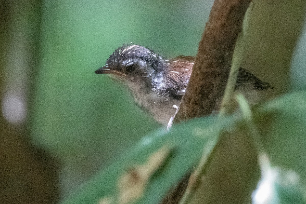 Striped Wren-Babbler - ML623732830