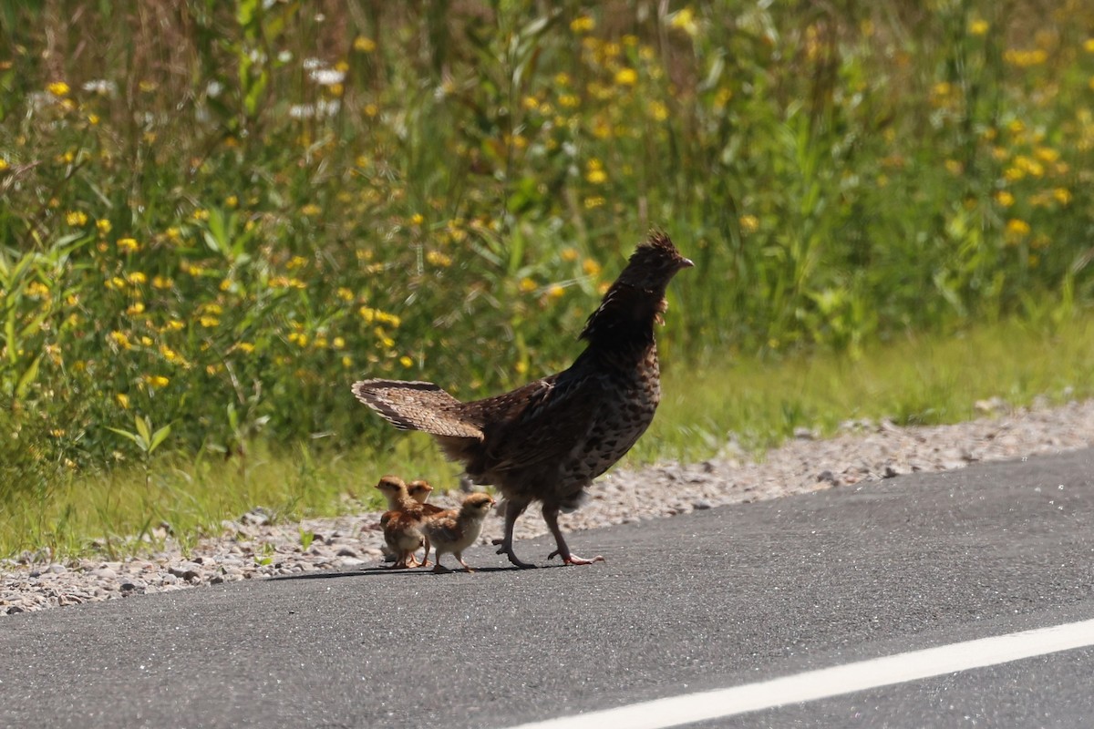 Ruffed Grouse - ML623732872