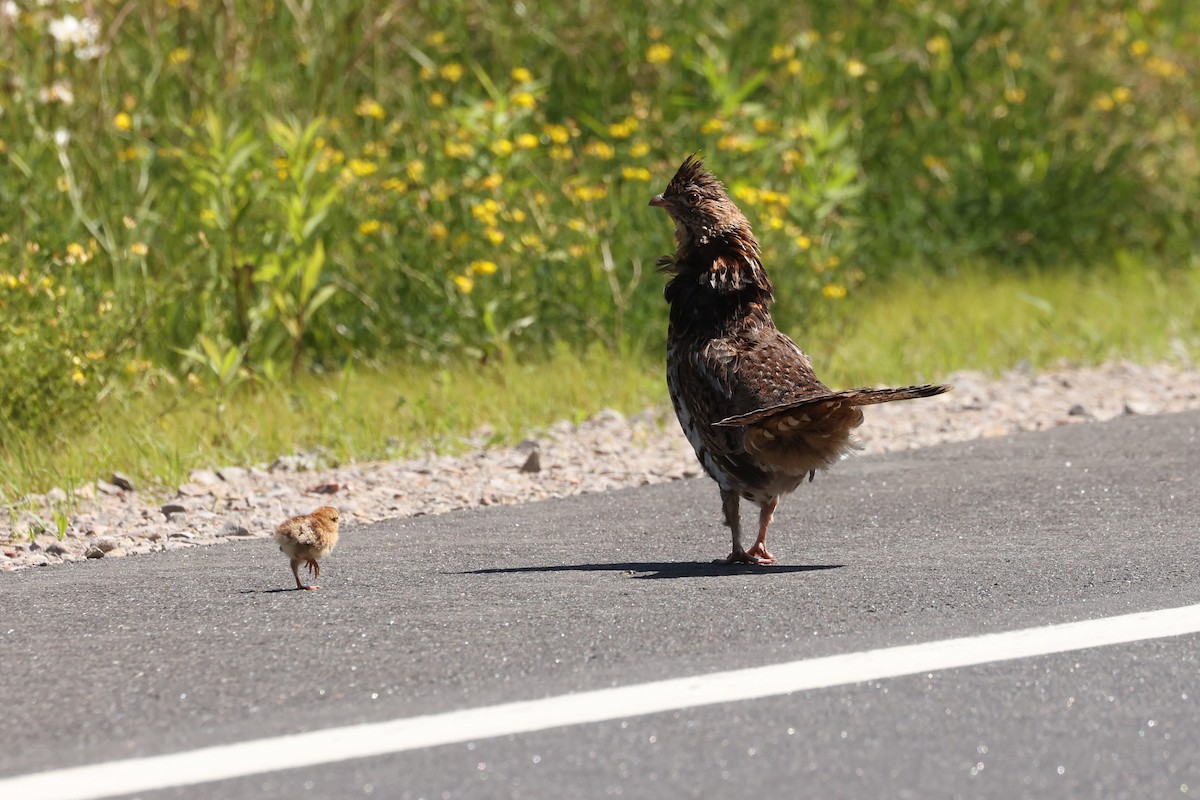 Ruffed Grouse - ML623732873