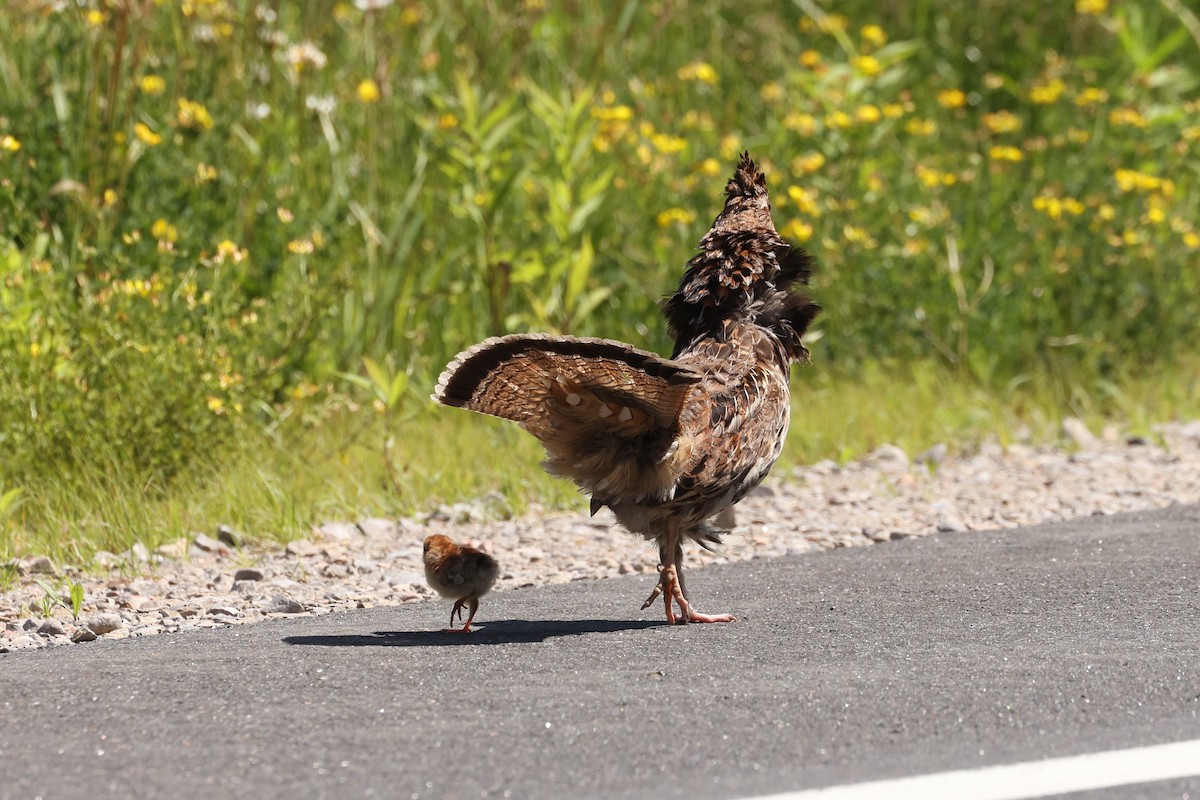 Ruffed Grouse - ML623732874