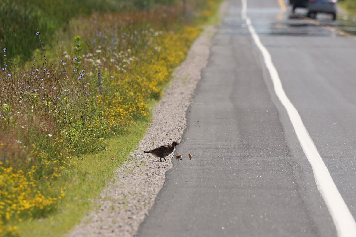 Ruffed Grouse - ML623732875