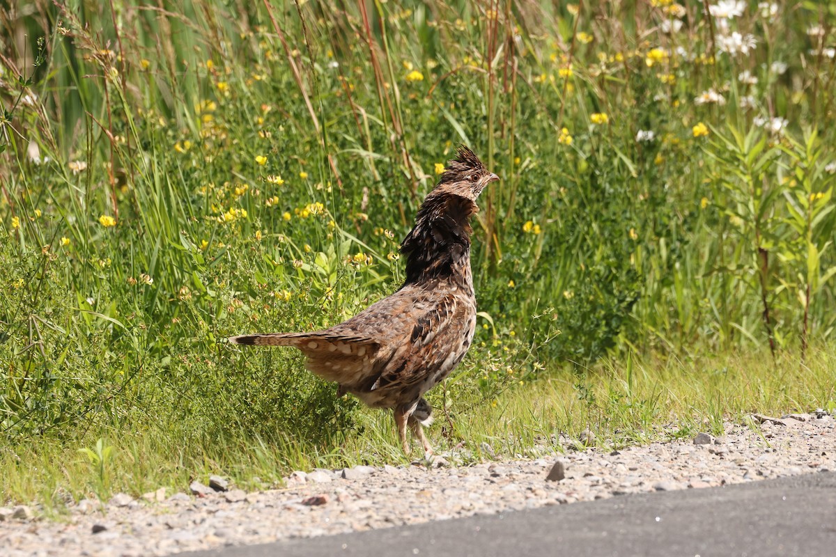 Ruffed Grouse - ML623732876