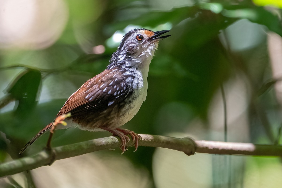 Striped Wren-Babbler - ML623732877