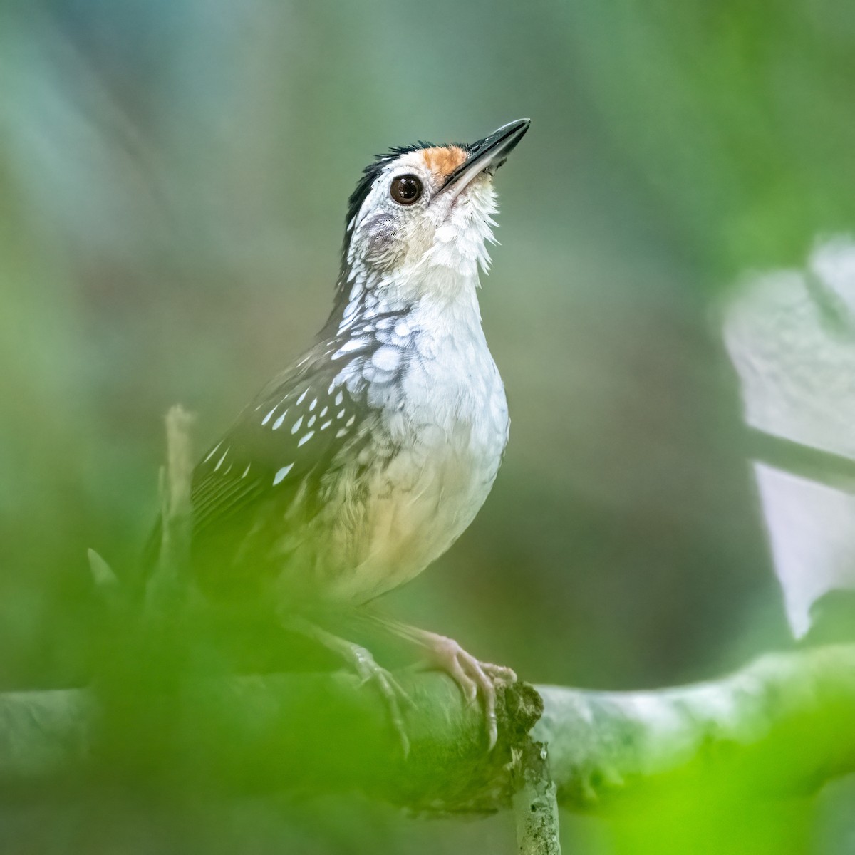 Striped Wren-Babbler - ML623732878