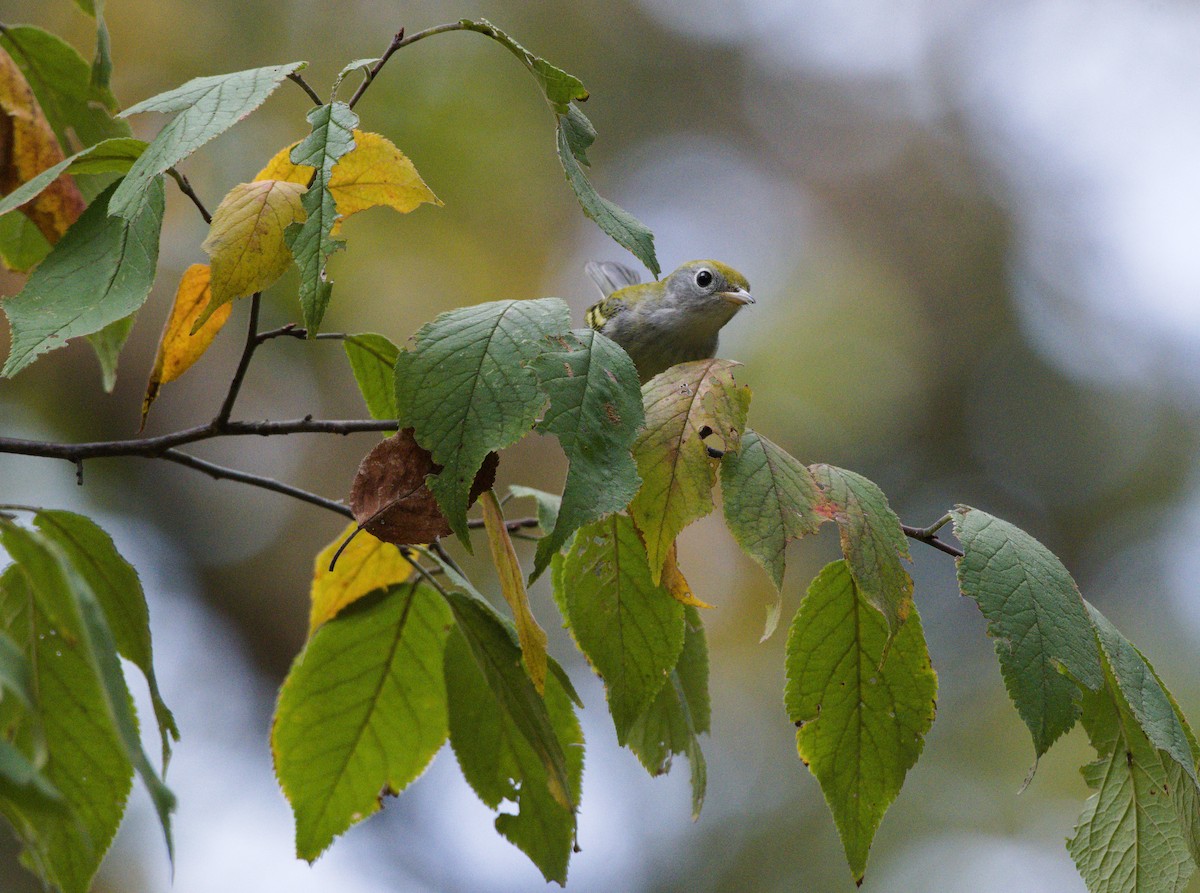 Chestnut-sided Warbler - ML623732955