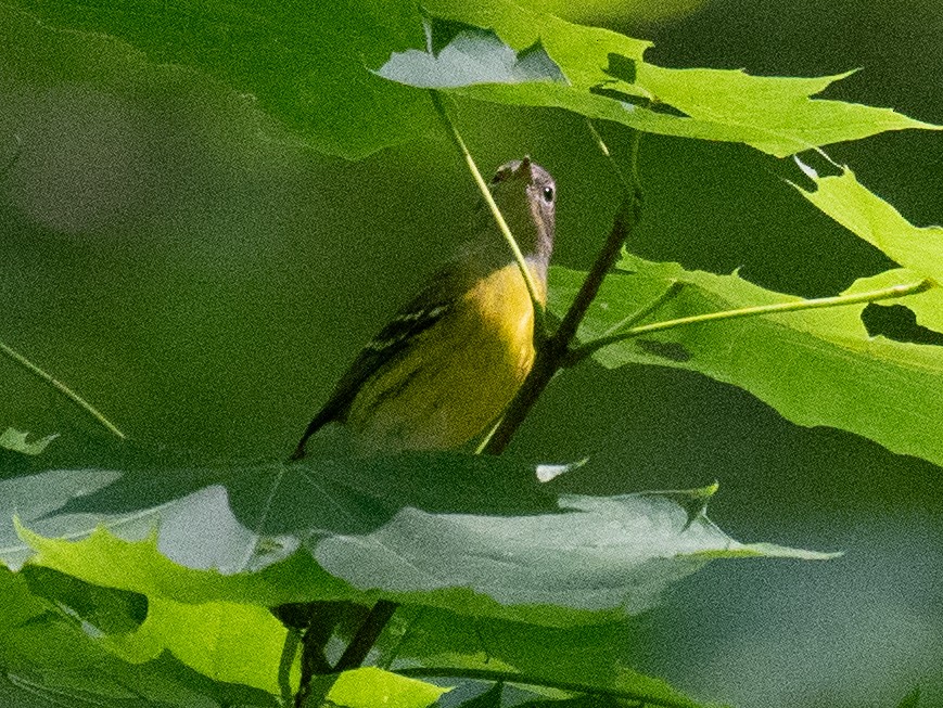 Magnolia Warbler - ML623732962