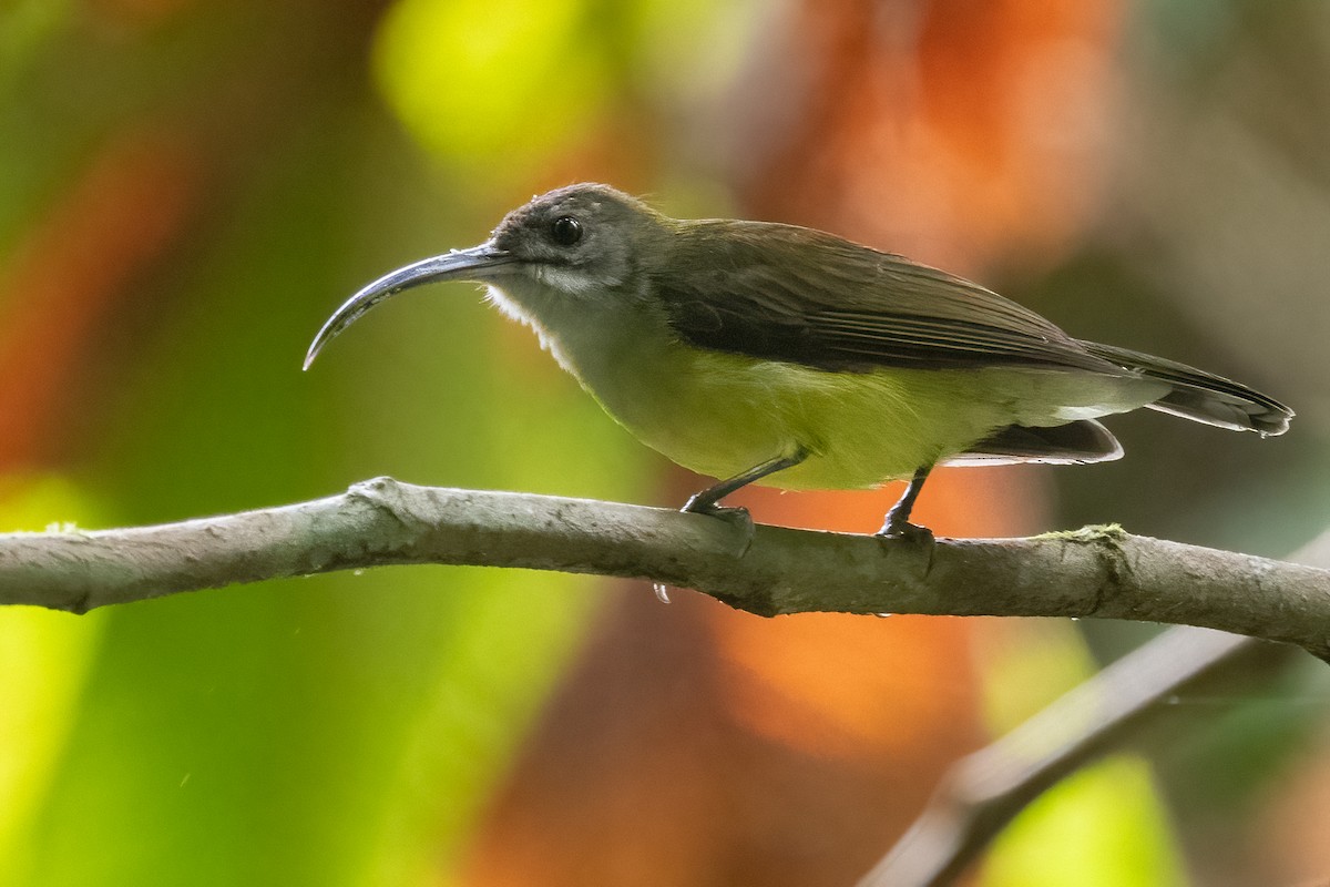 Little Spiderhunter - ML623732977