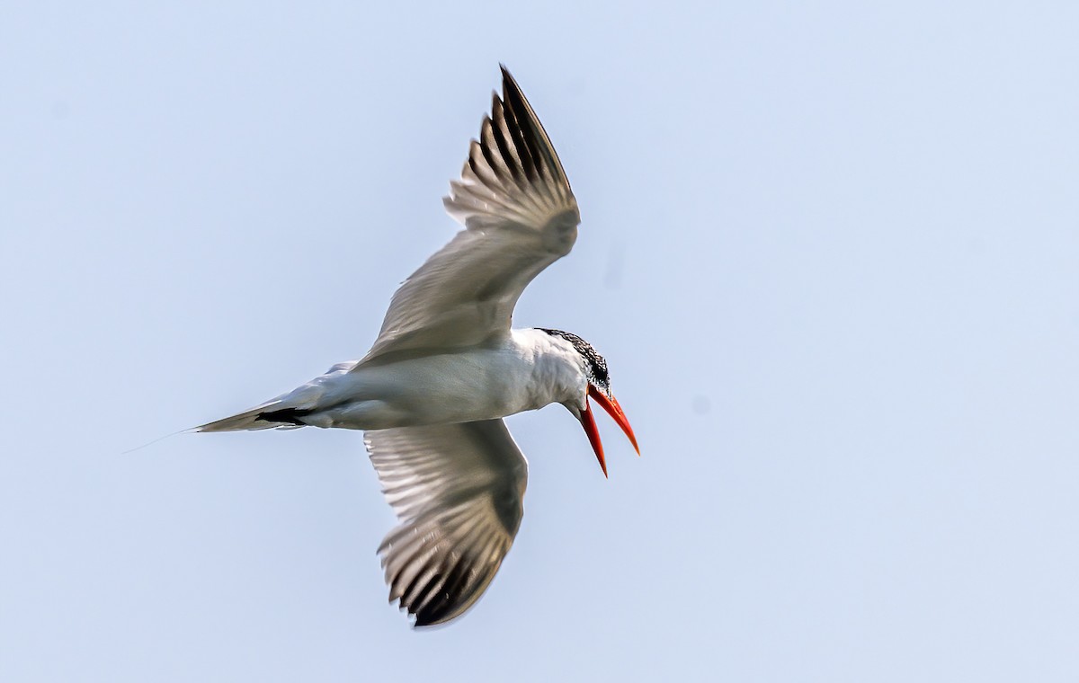 Caspian Tern - ML623732982