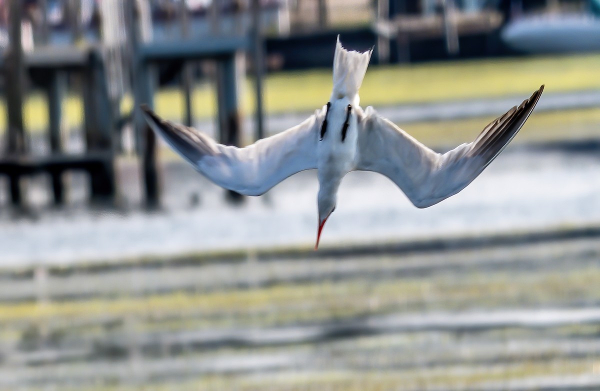 Caspian Tern - ML623732984