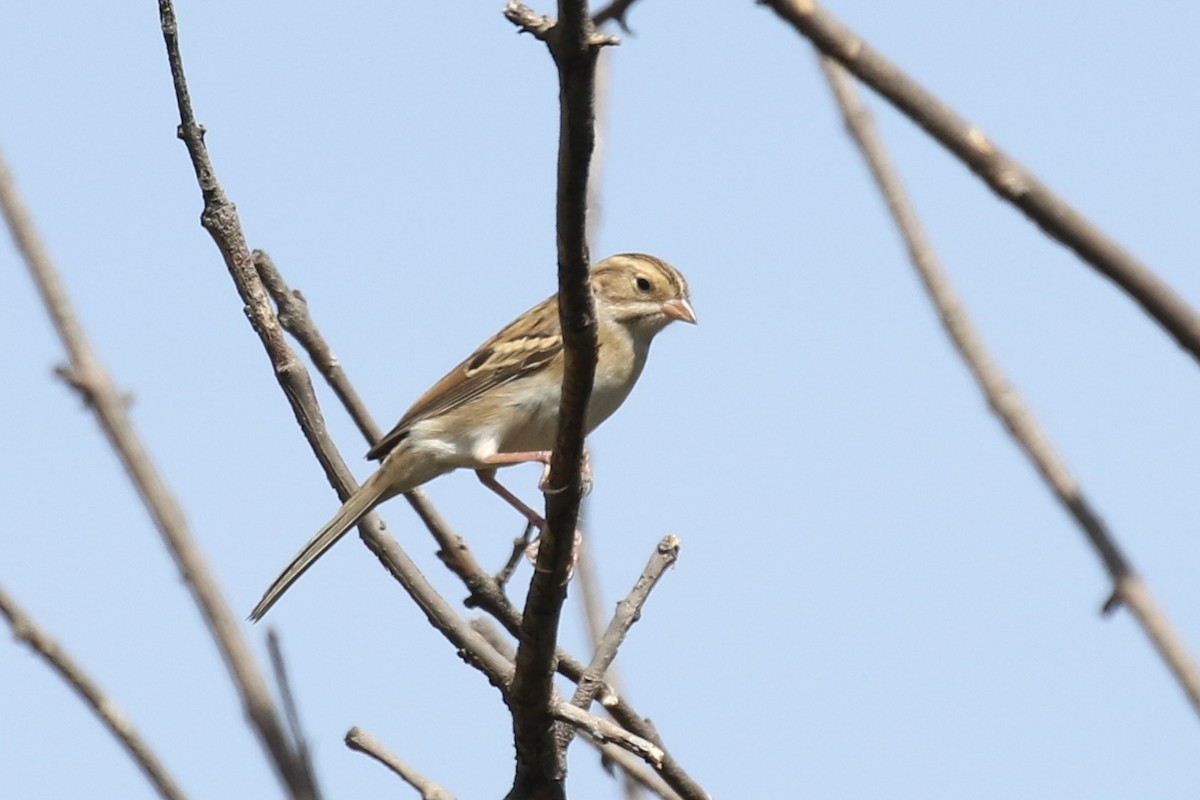 Clay-colored Sparrow - ML623733006