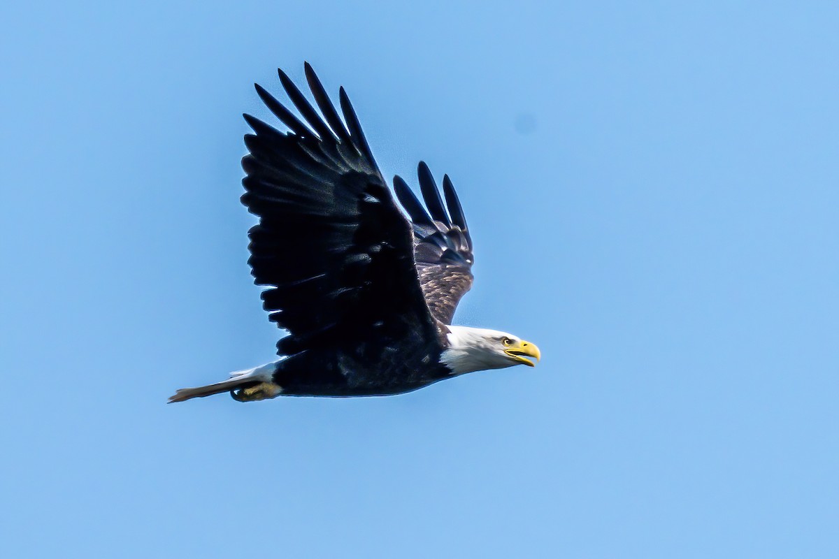 Bald Eagle - ML623733009