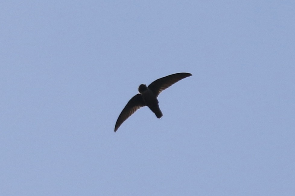 Chimney Swift - Otto Mayer