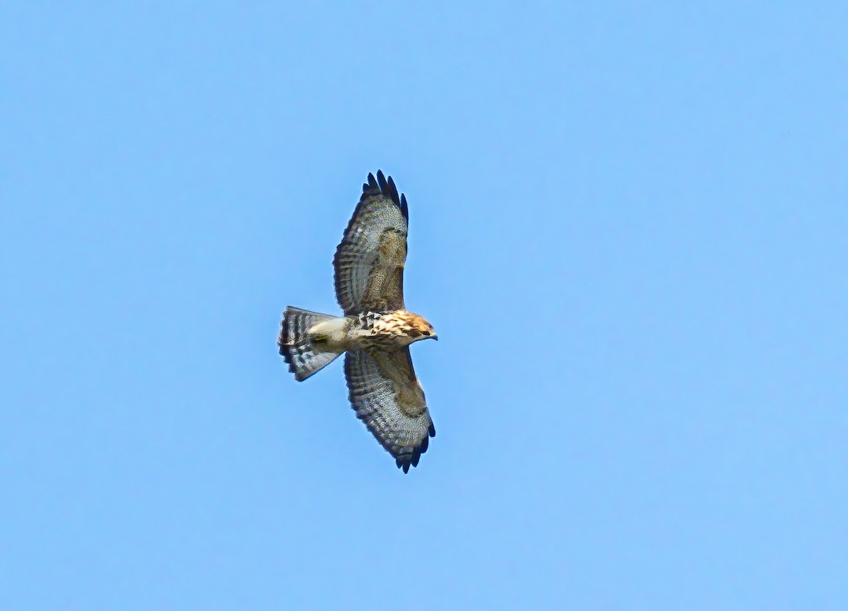 Broad-winged Hawk - ML623733029