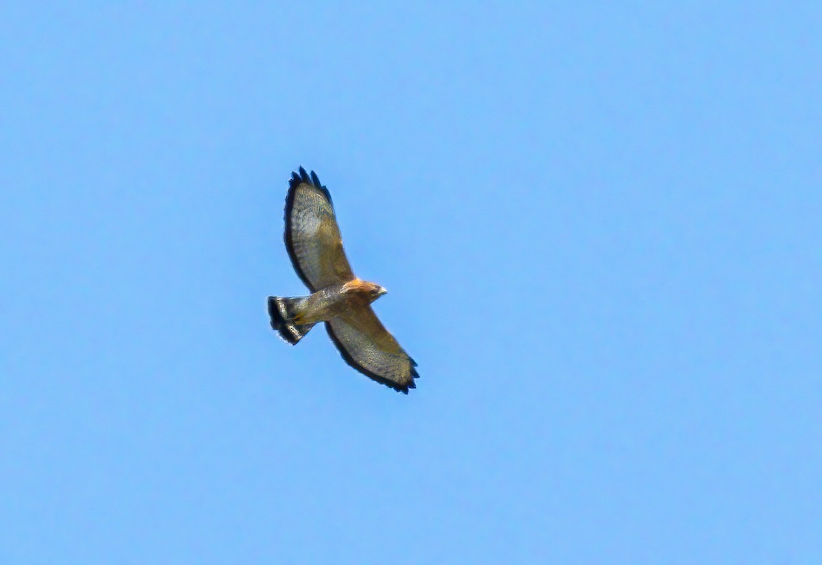 Broad-winged Hawk - ML623733032