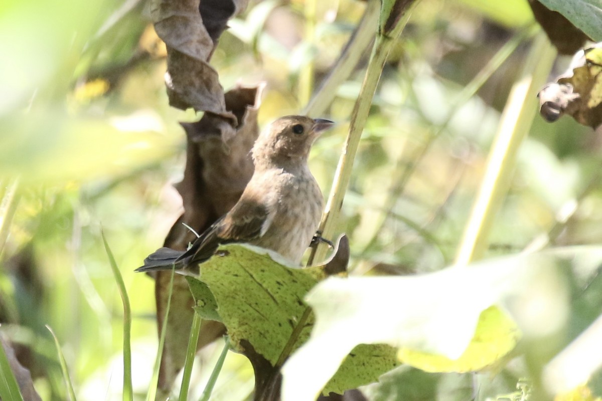 Indigo Bunting - ML623733042