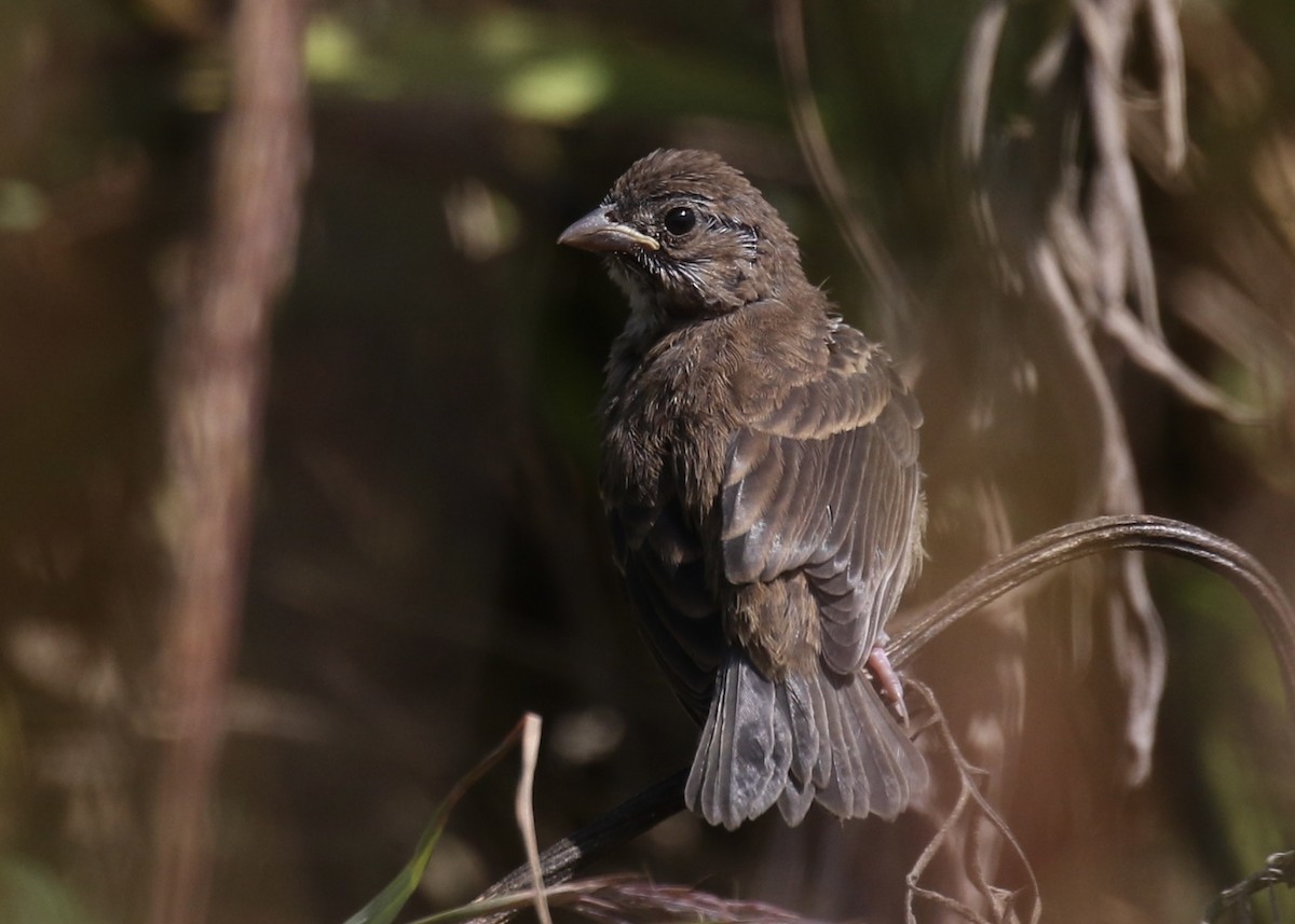 Indigo Bunting - ML623733043