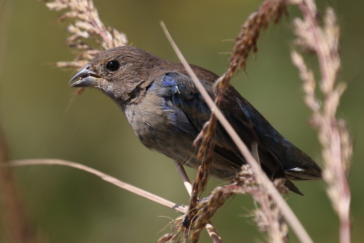 Indigo Bunting - ML623733044