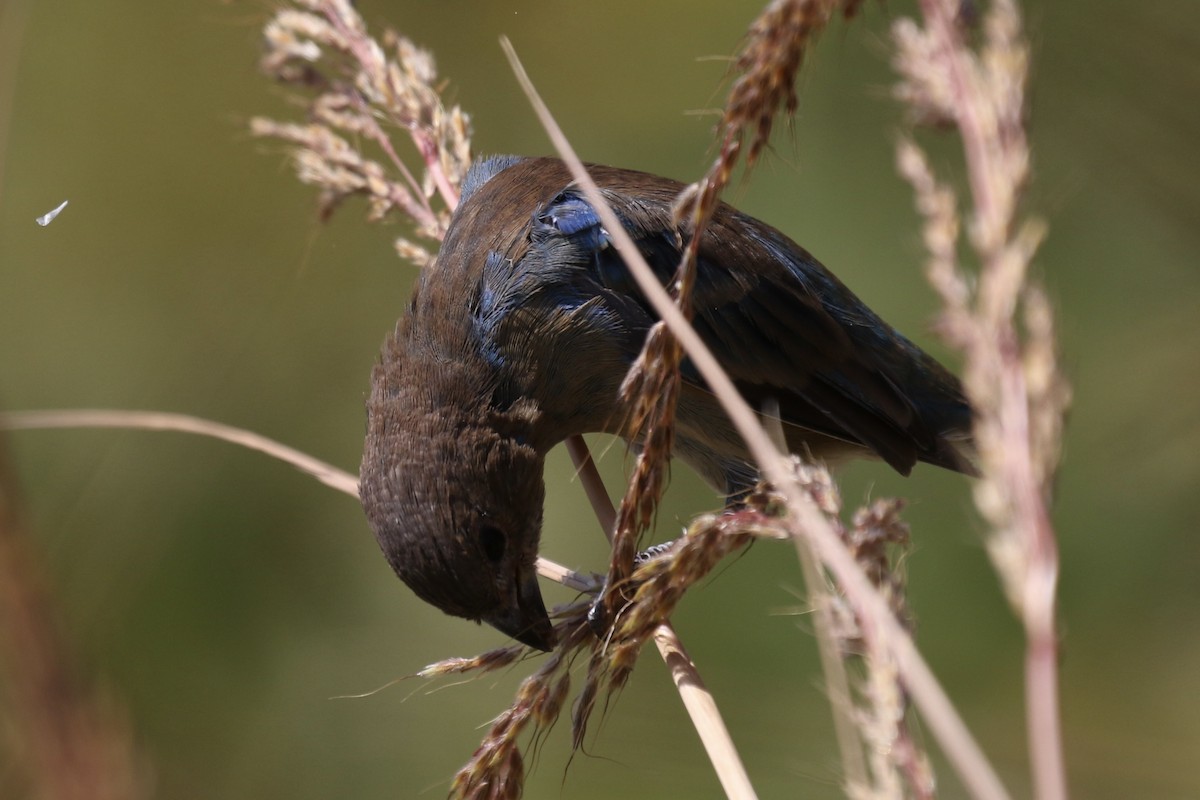 Indigo Bunting - Otto Mayer