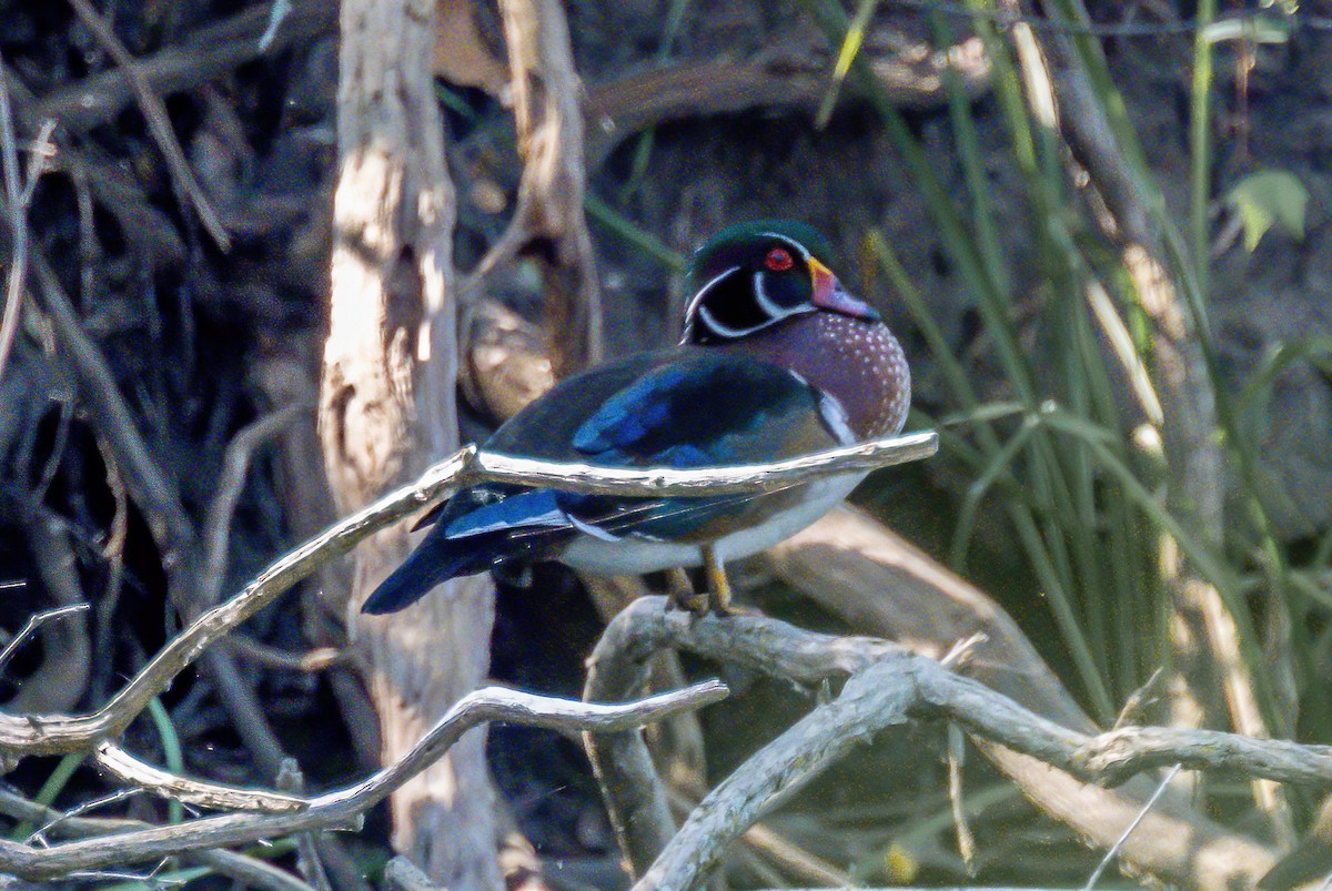 Wood Duck - ML623733053