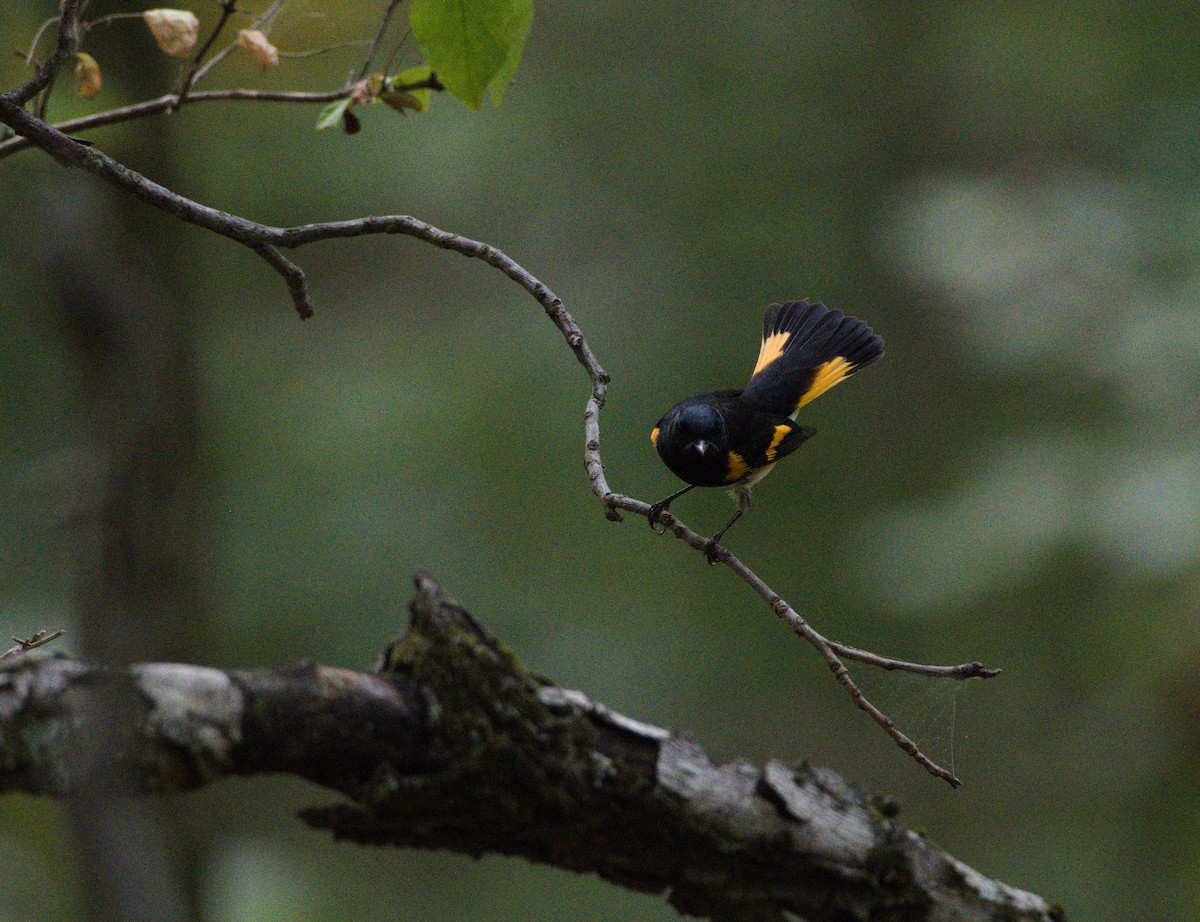 American Redstart - ML623733062