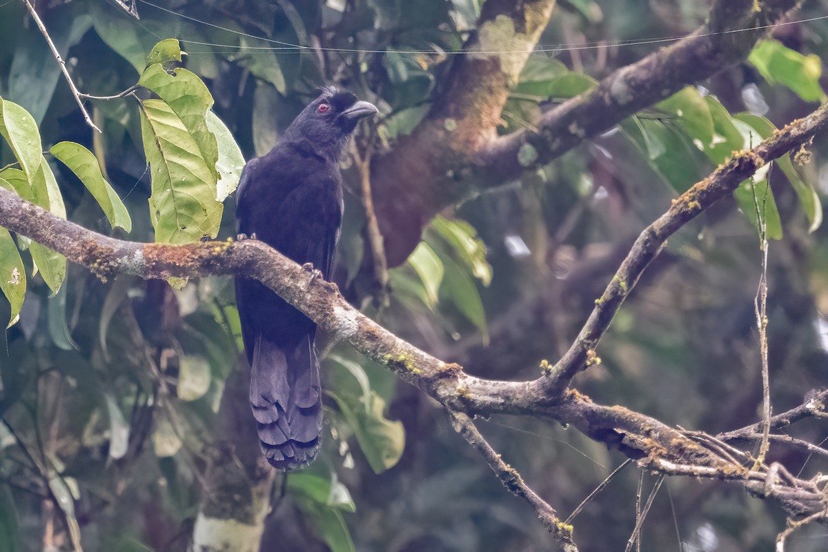 Black Magpie (Bornean) - ML623733085