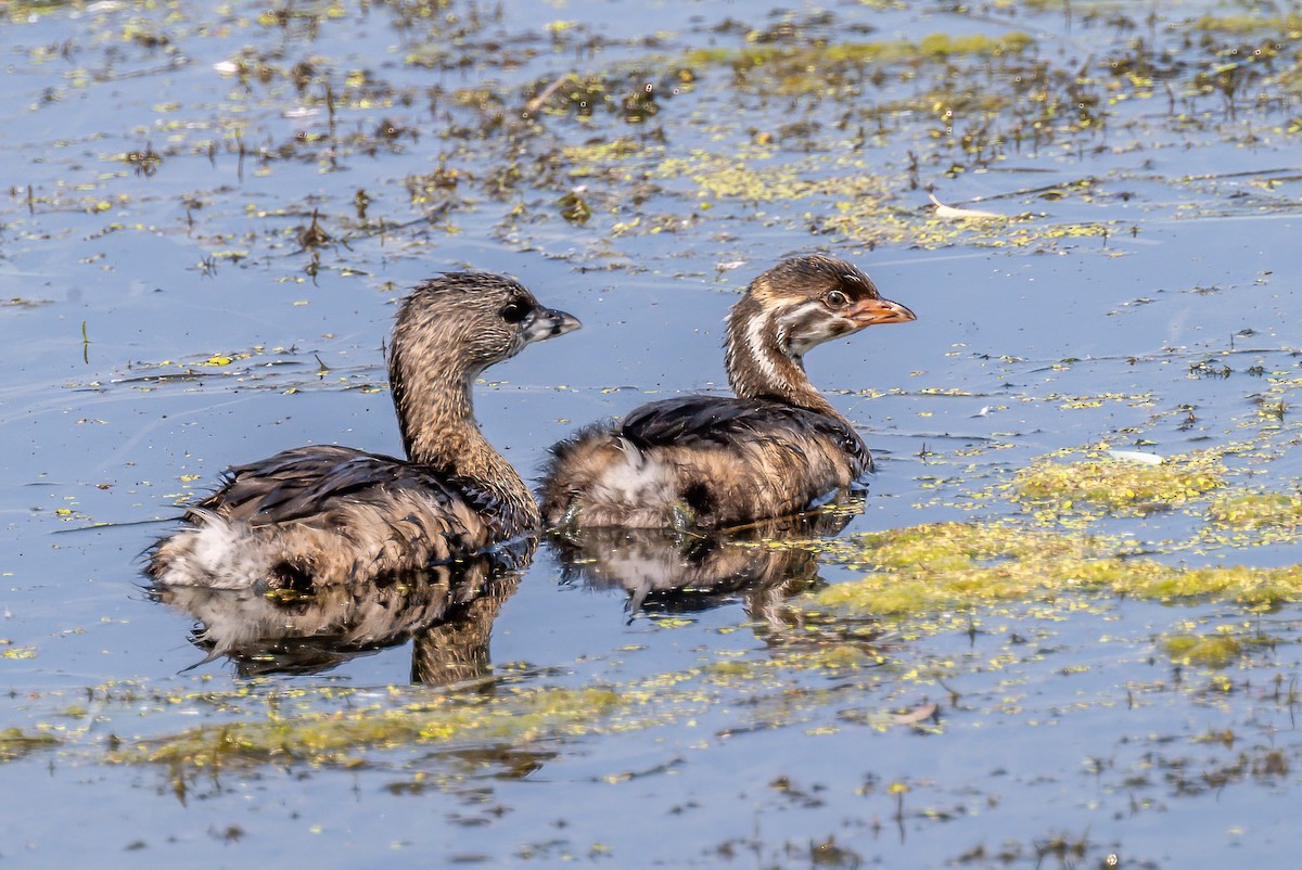 Pied-billed Grebe - ML623733111