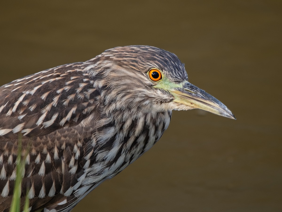 Black-crowned Night Heron - ML623733113