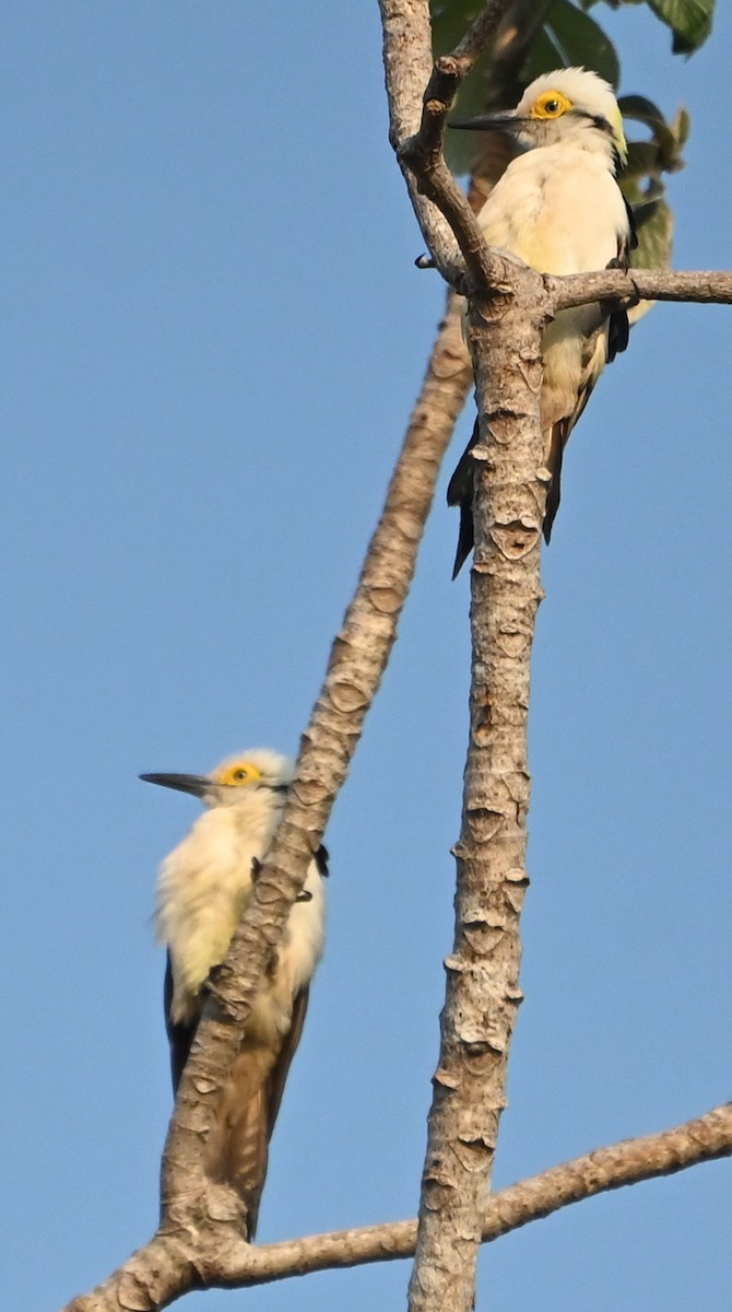 White Woodpecker - ML623733117