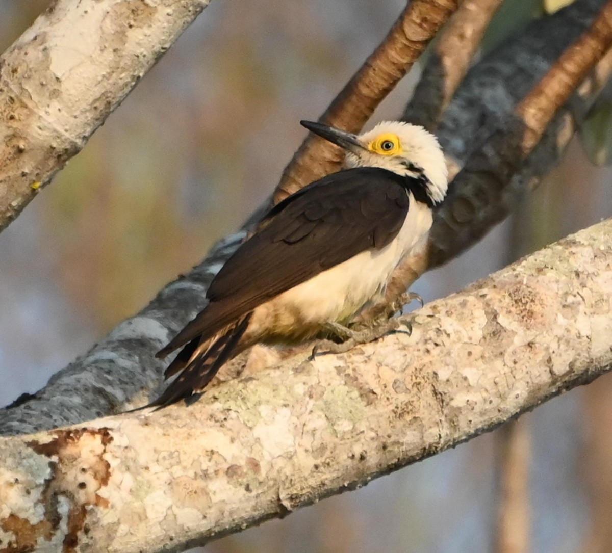 White Woodpecker - ML623733118