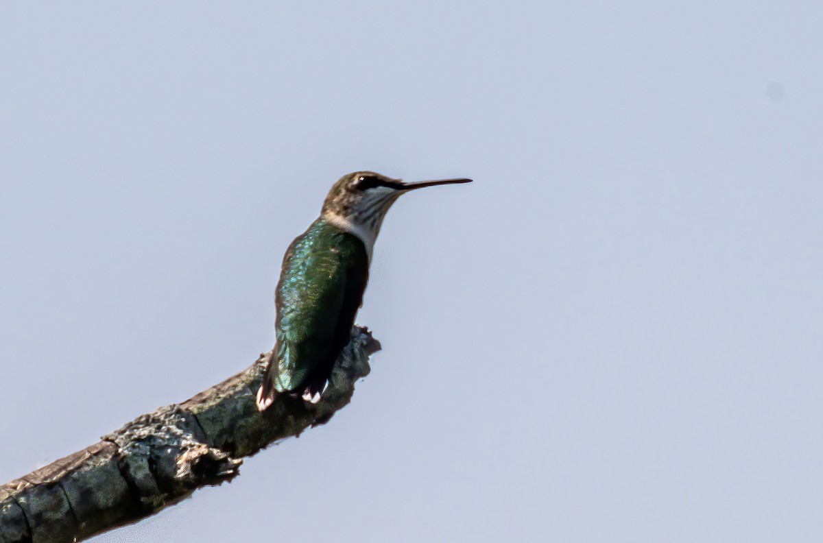 Ruby-throated Hummingbird - ML623733124