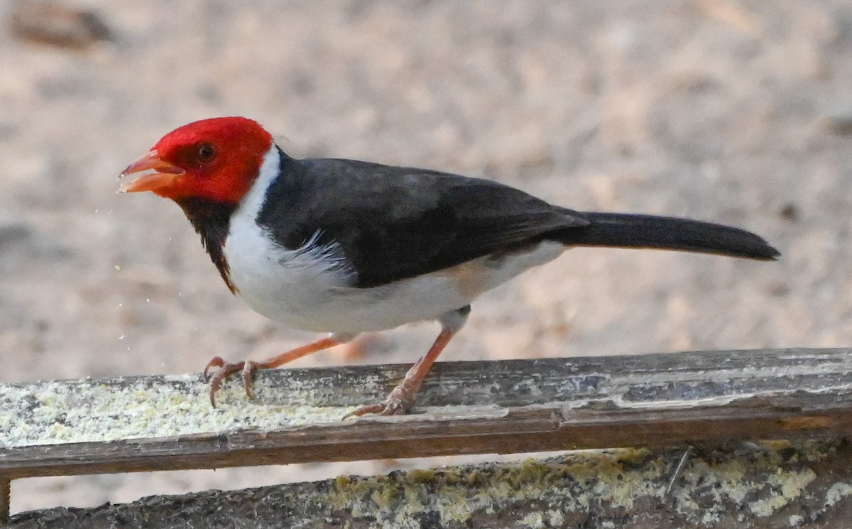 Yellow-billed Cardinal - ML623733173