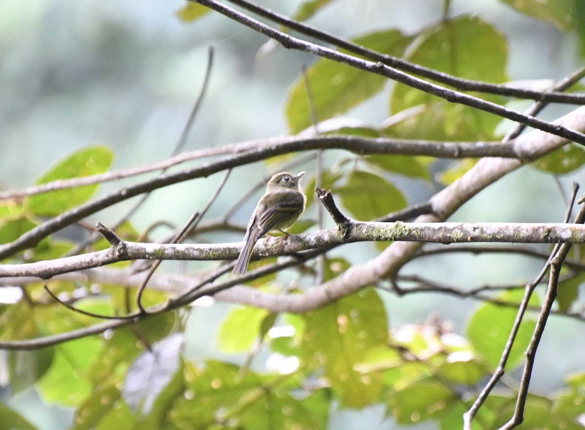 Yellowish Flycatcher - ML623733204