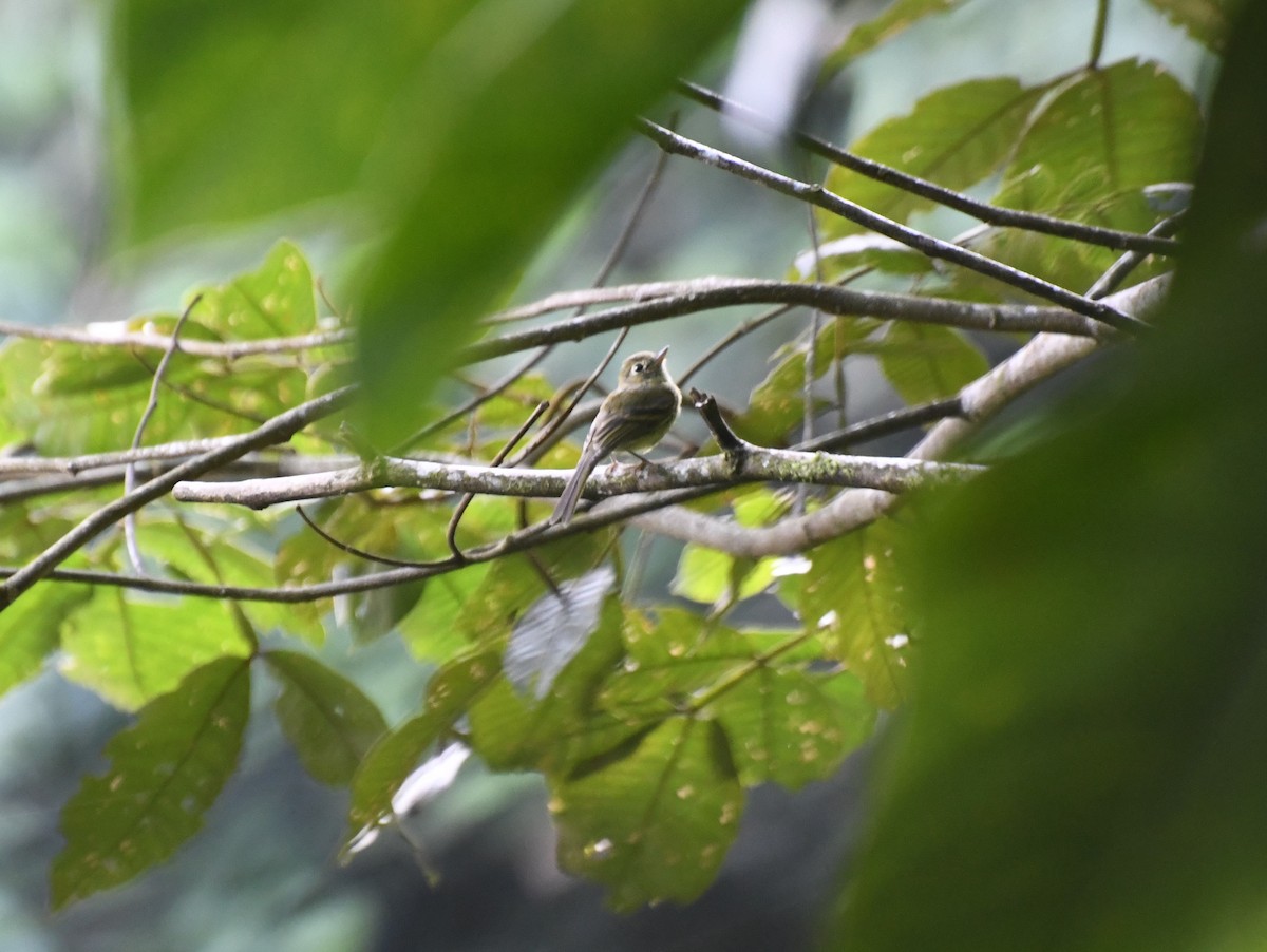 Yellowish Flycatcher - ML623733205