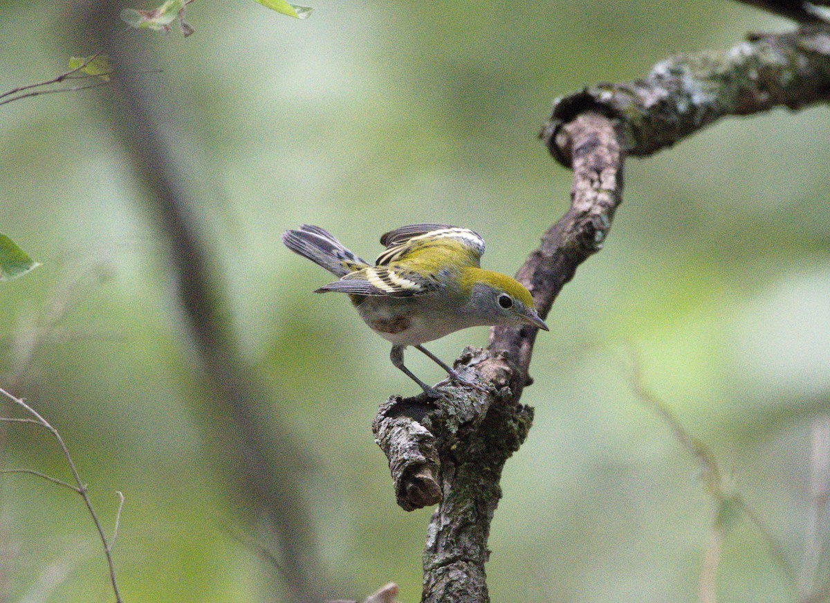 Chestnut-sided Warbler - ML623733234