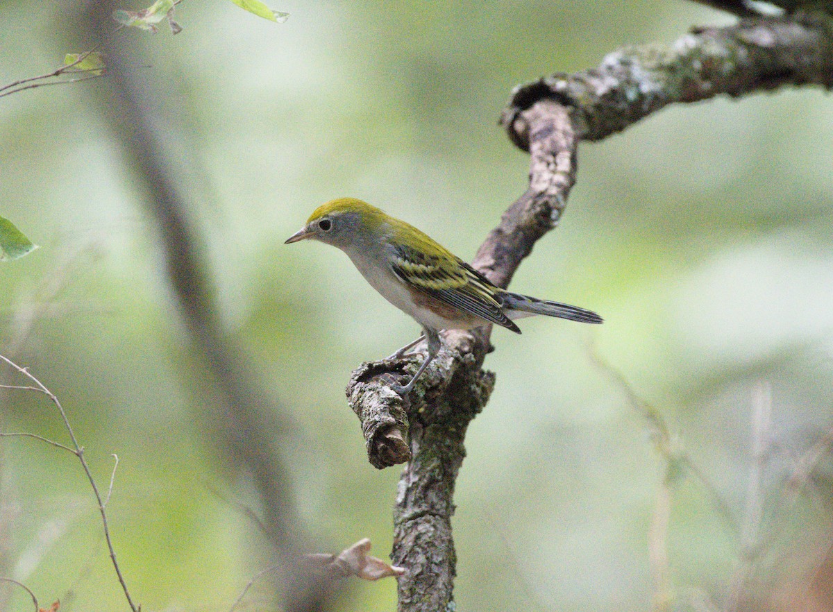 Chestnut-sided Warbler - Georgia Coleman