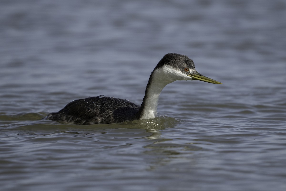 Western Grebe - Cam Nikkel