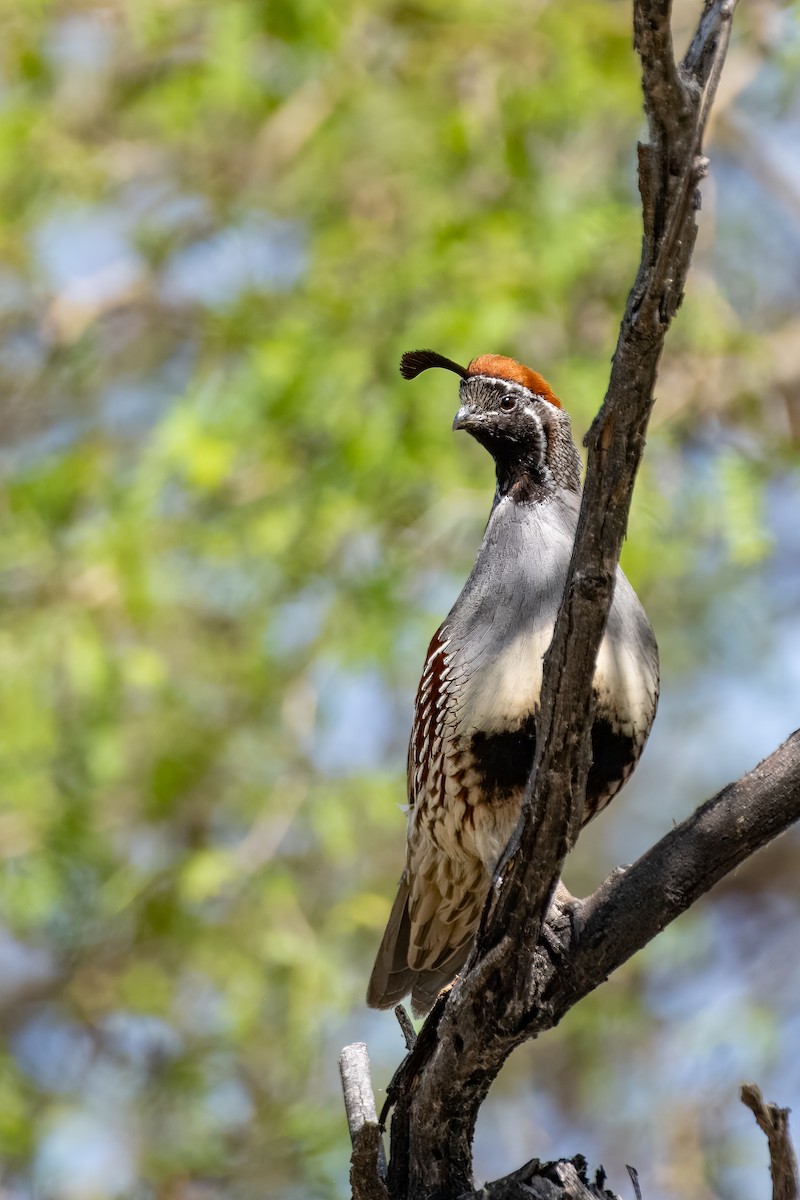 Gambel's Quail - ML623733287