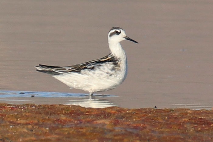 Red-necked Phalarope - ML623733291