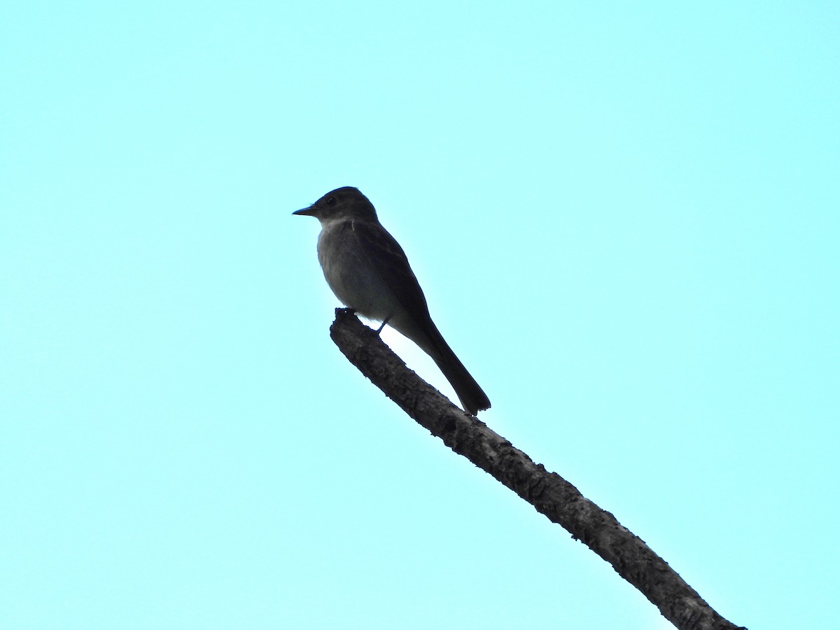 Eastern Wood-Pewee - ML623733326