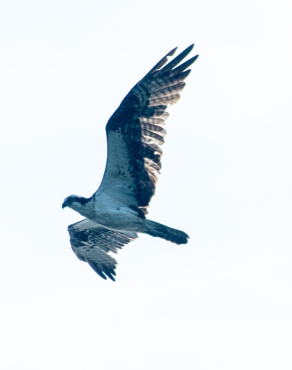 Águila Pescadora - ML623733363