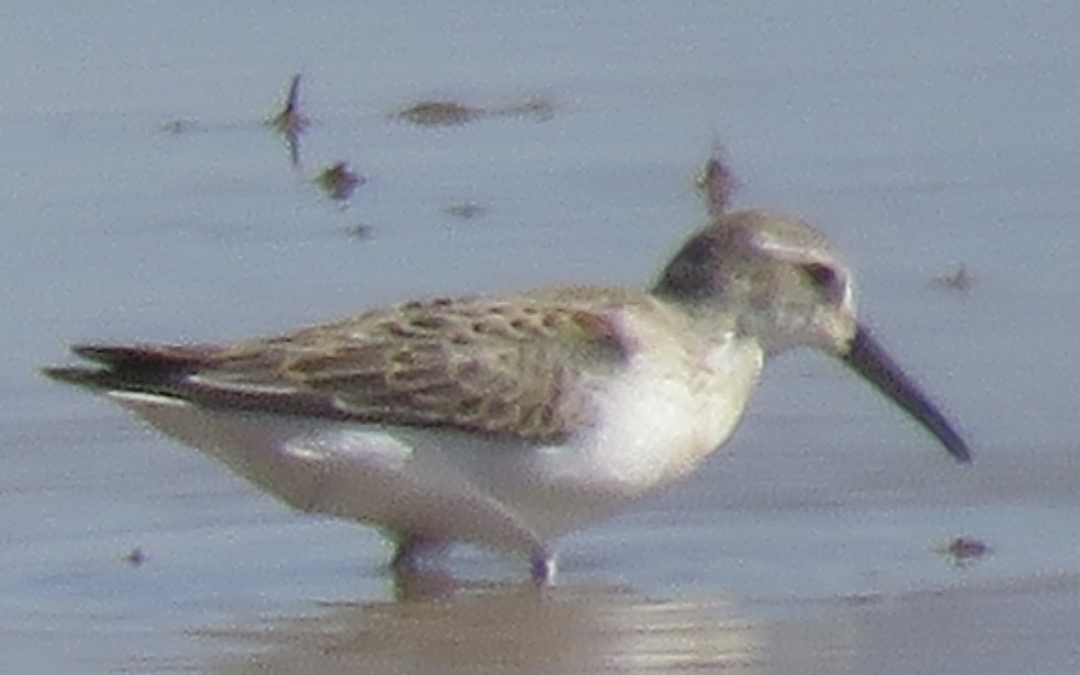 Western Sandpiper - ML623733368