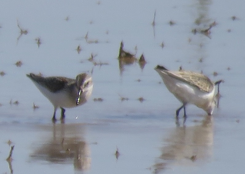 Western Sandpiper - ML623733369