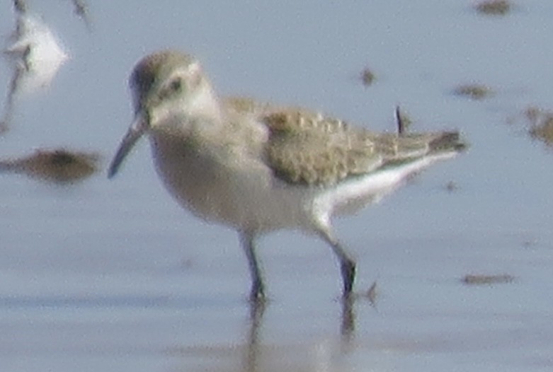 Western Sandpiper - ML623733370