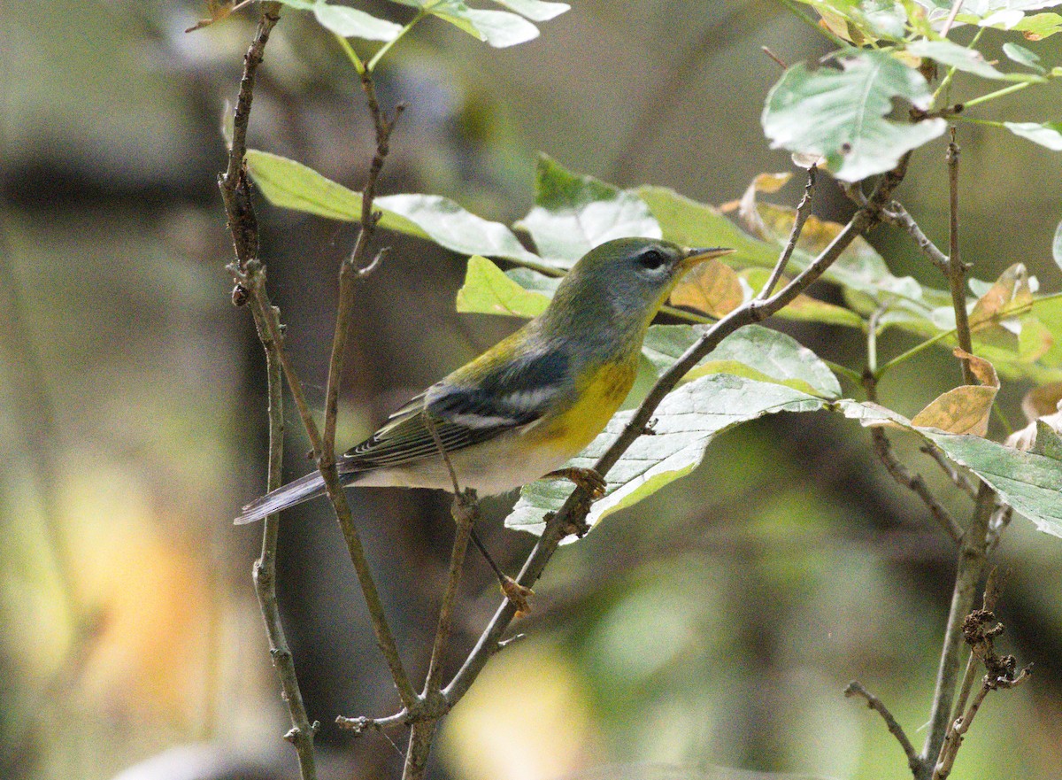 Northern Parula - ML623733388