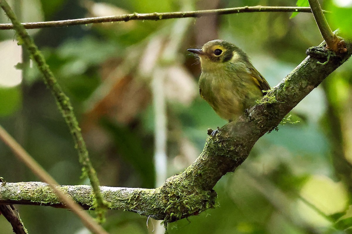 Oustalet's Tyrannulet - ML623733397