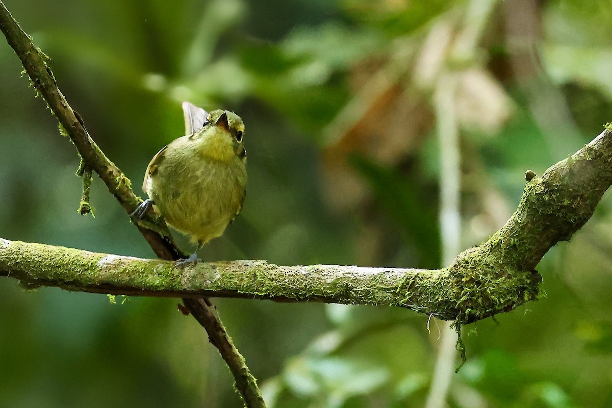 Oustalet's Tyrannulet - ML623733398