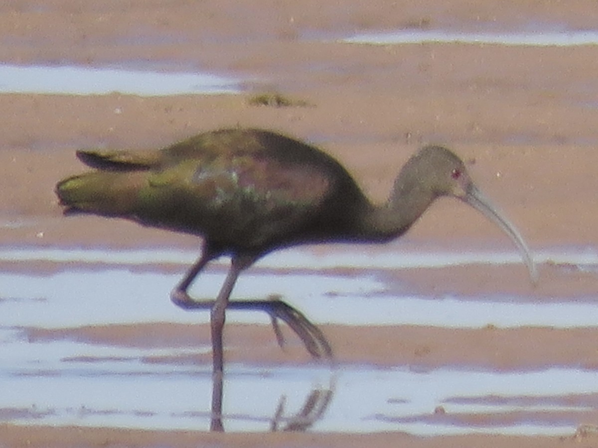 White-faced Ibis - ML623733412