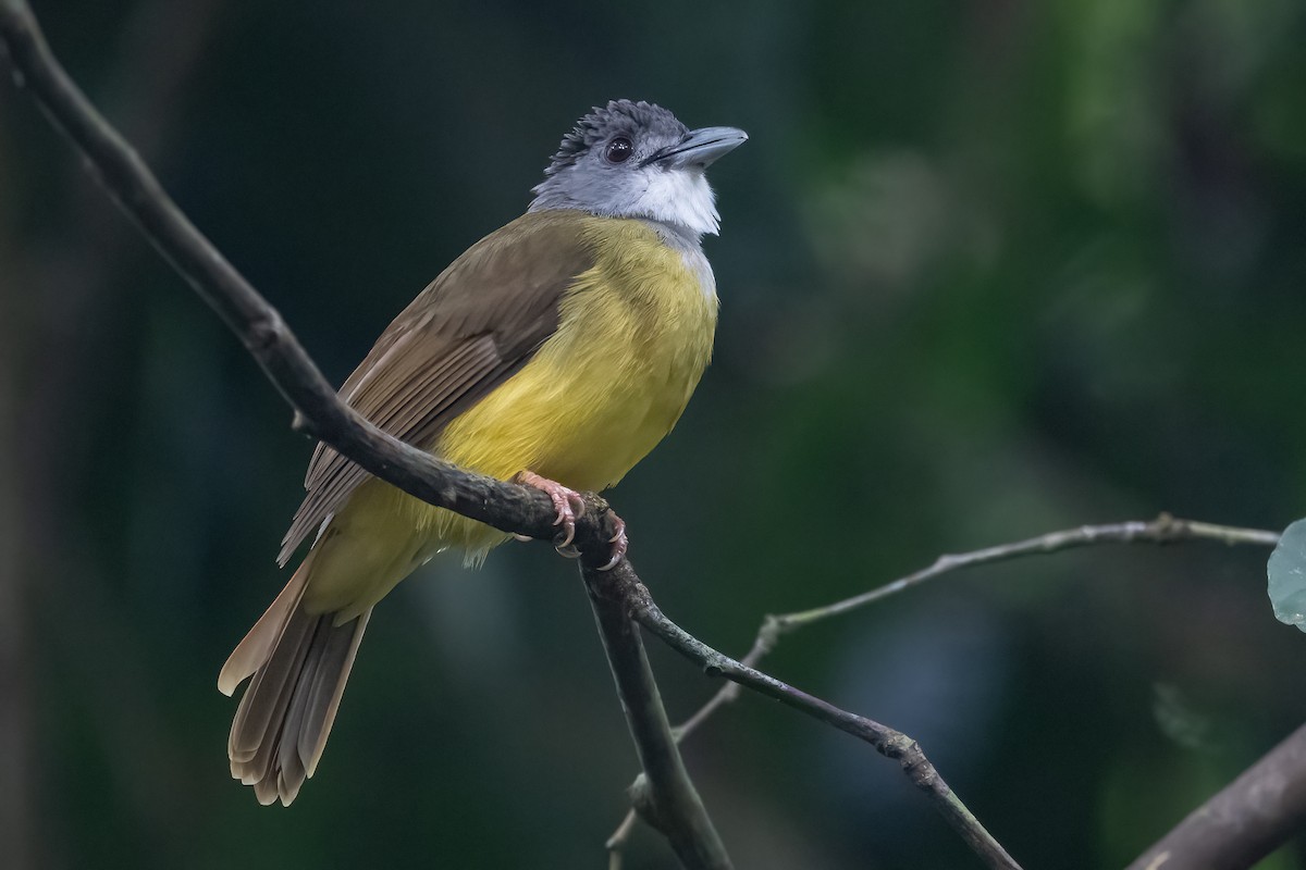 Yellow-bellied Bulbul - ML623733416