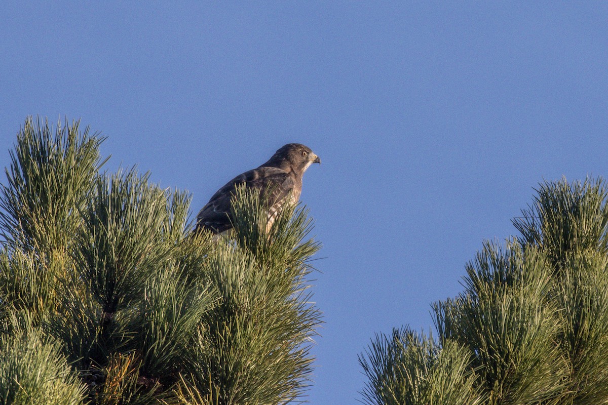 Broad-winged Hawk - ML623733463